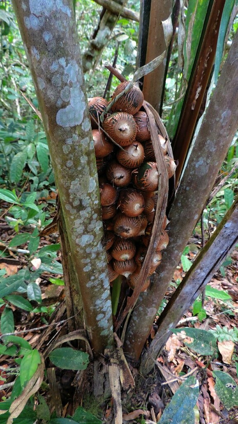 Attalea insignis
