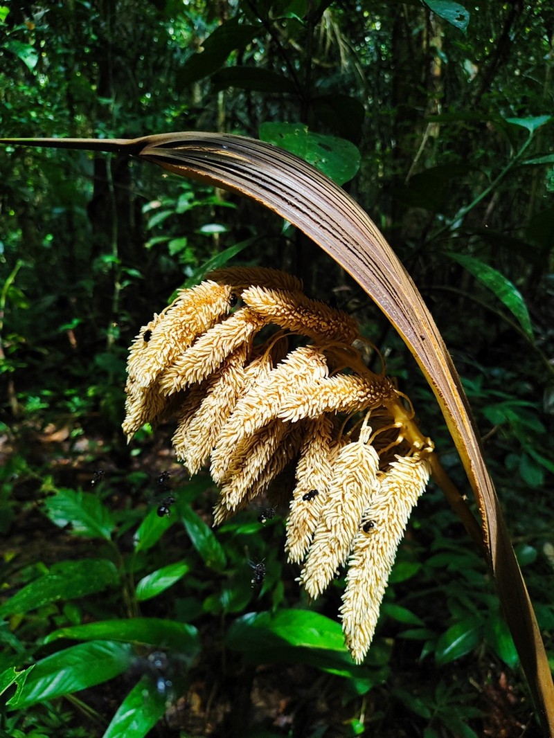 Attalea insignis photo 2
