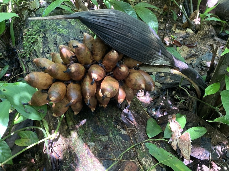 Attalea insignis photo 3
