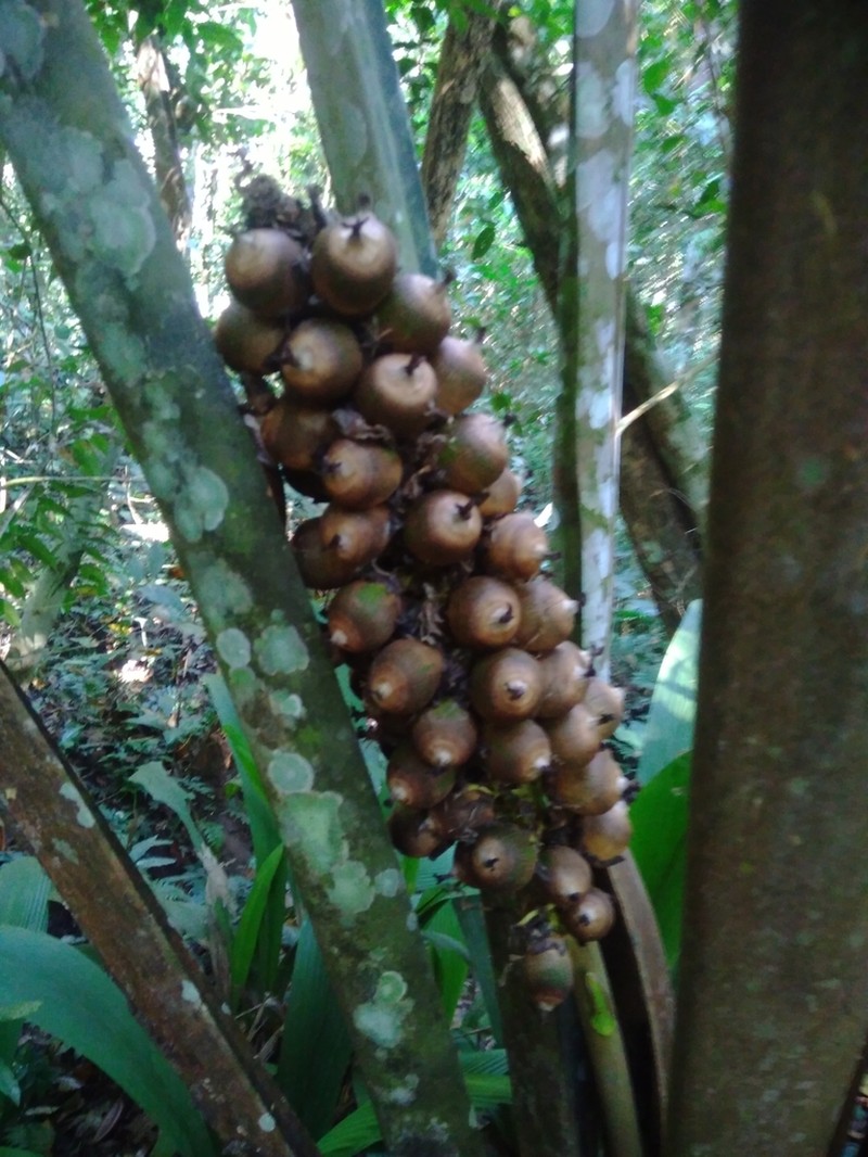Attalea insignis photo 4