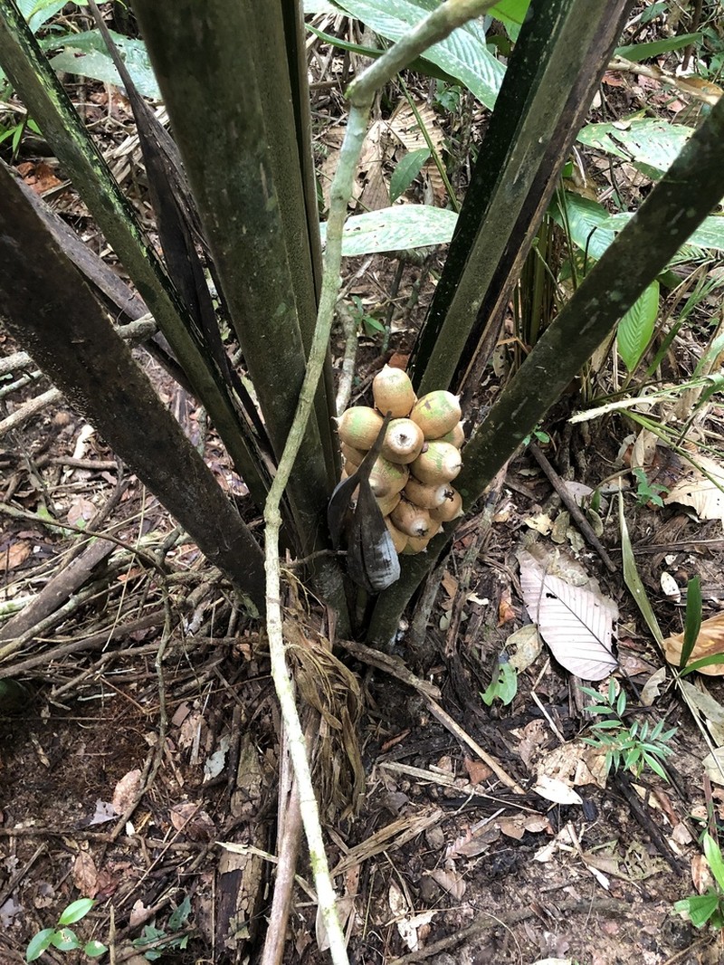 Attalea insignis photo 5