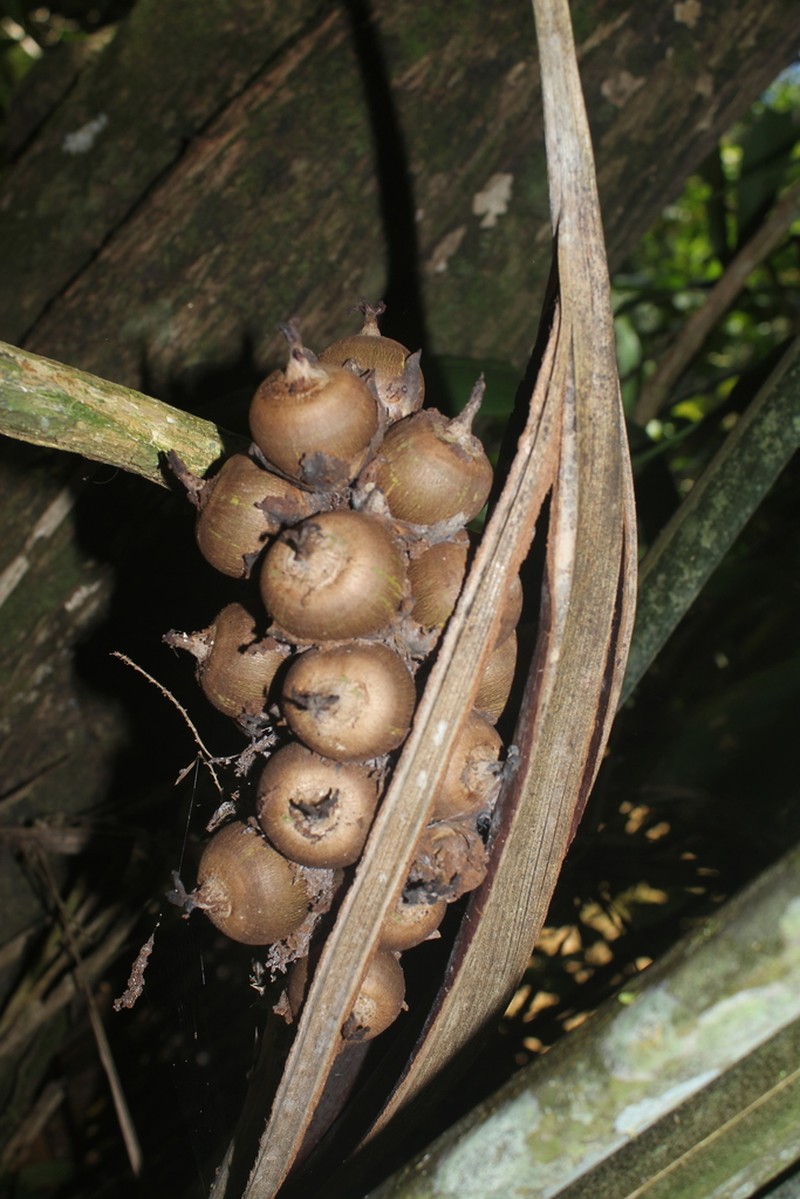 Attalea insignis photo 6