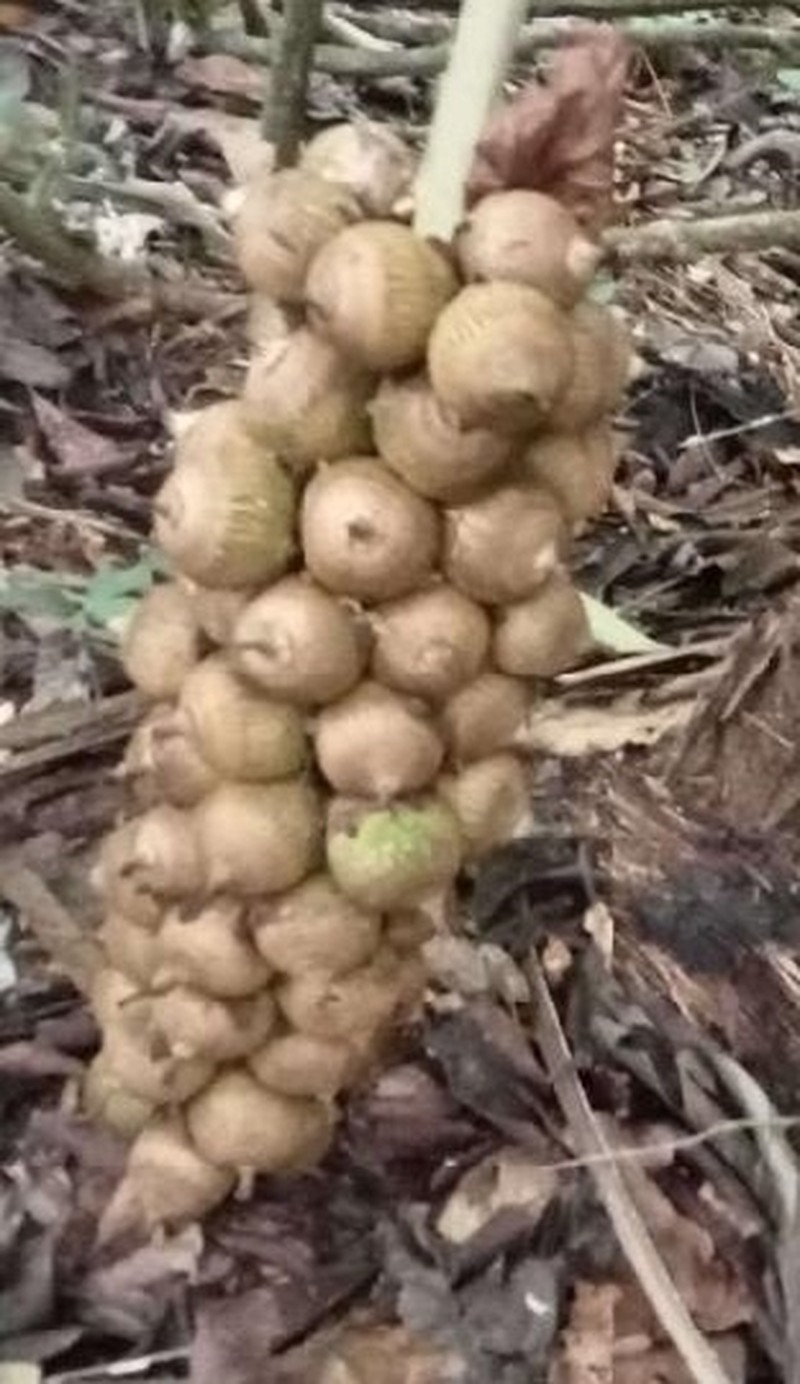 Attalea insignis photo 7