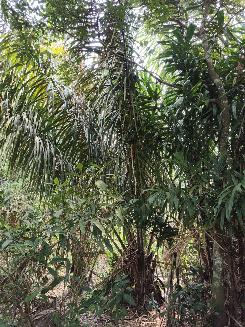 Attalea insignis photo 8