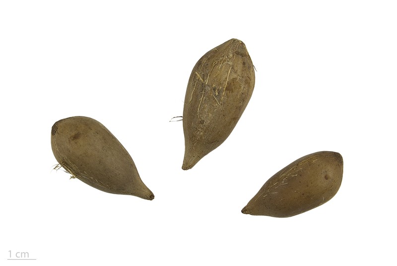 Attalea maripa photo 2