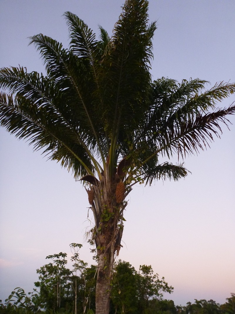 Attalea maripa photo 3