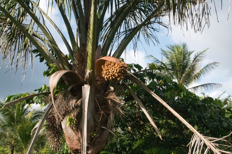 Attalea maripa photo 4