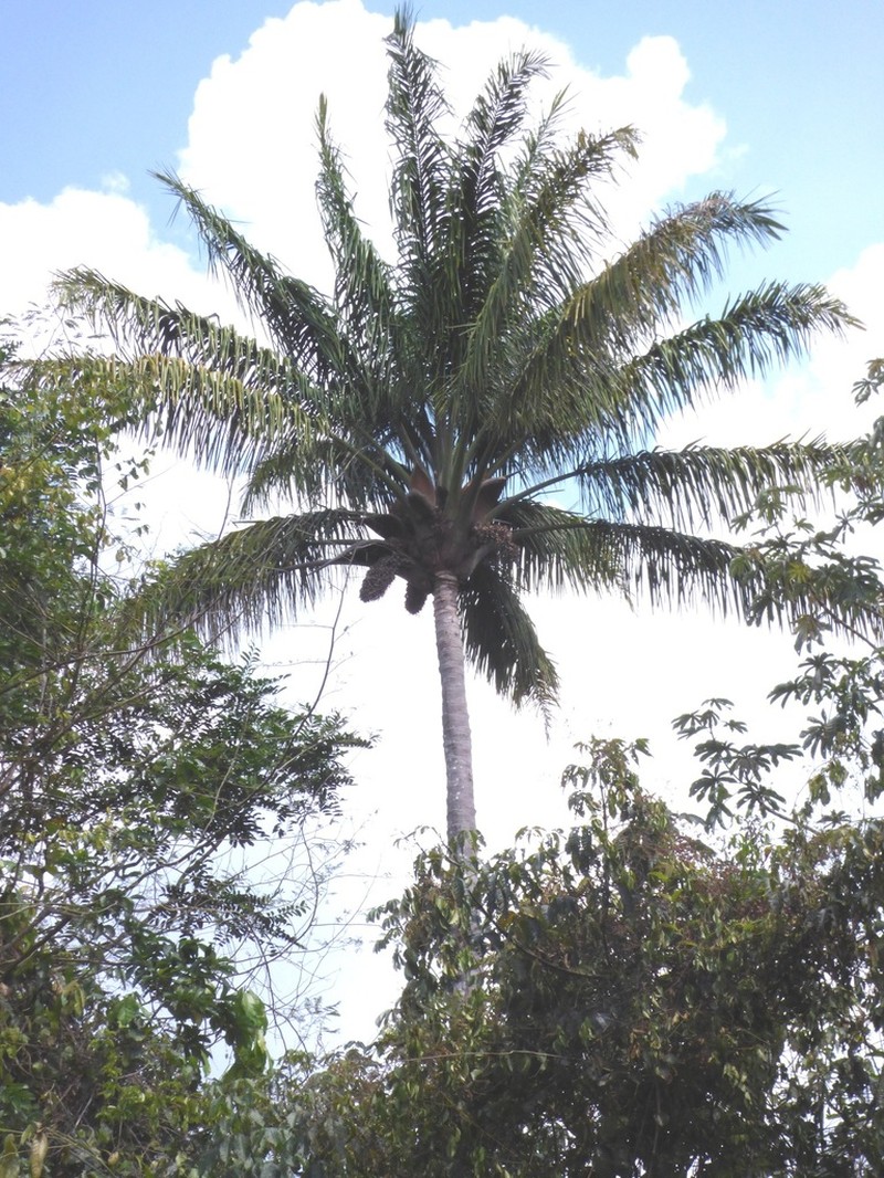 Attalea maripa photo 5