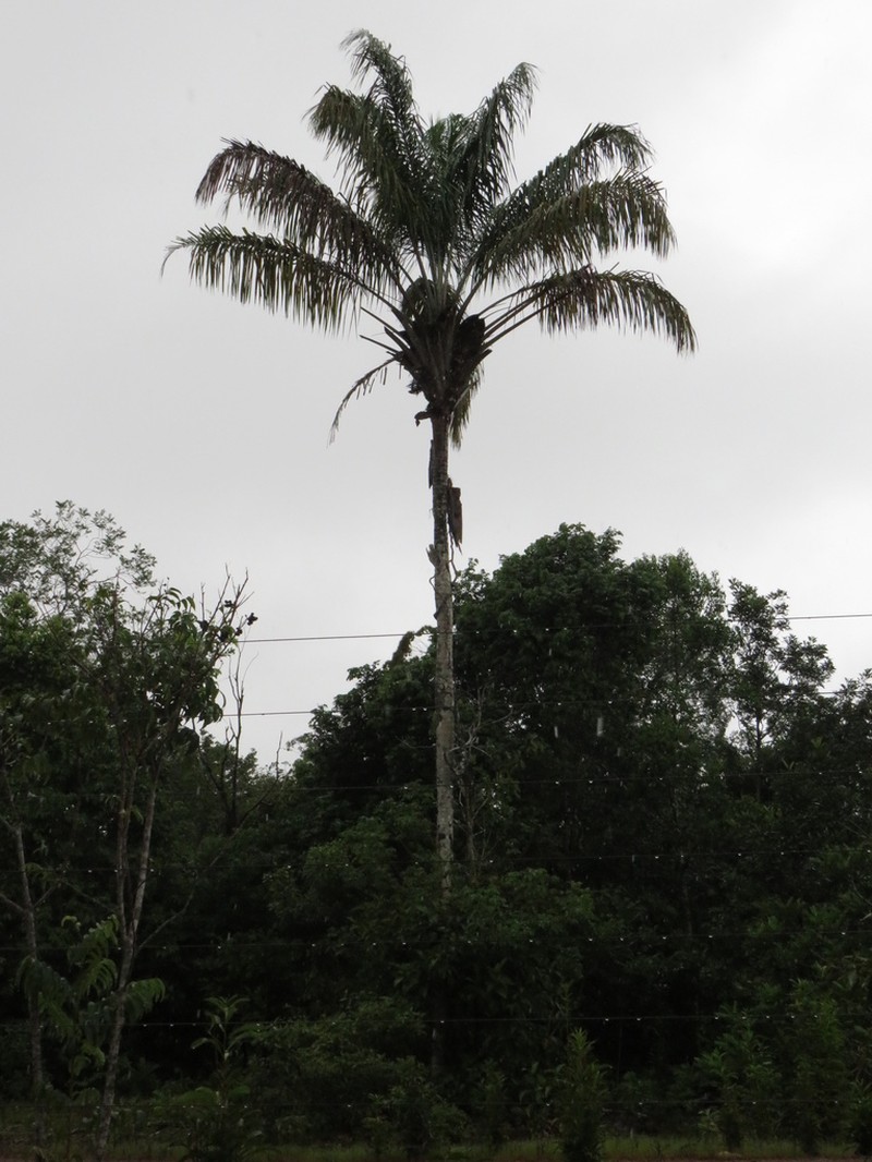 Attalea maripa photo 6