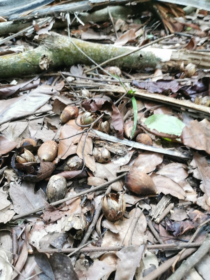 Attalea maripa photo 7