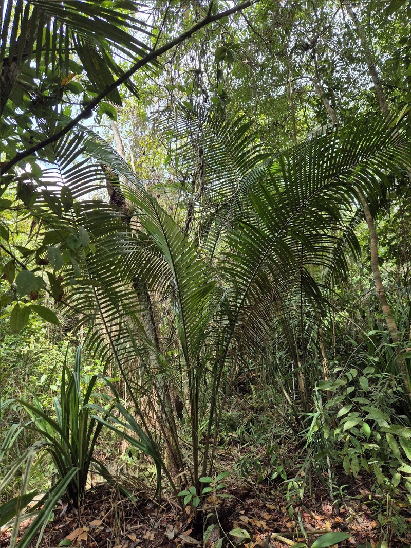 Attalea nucifera photo 3
