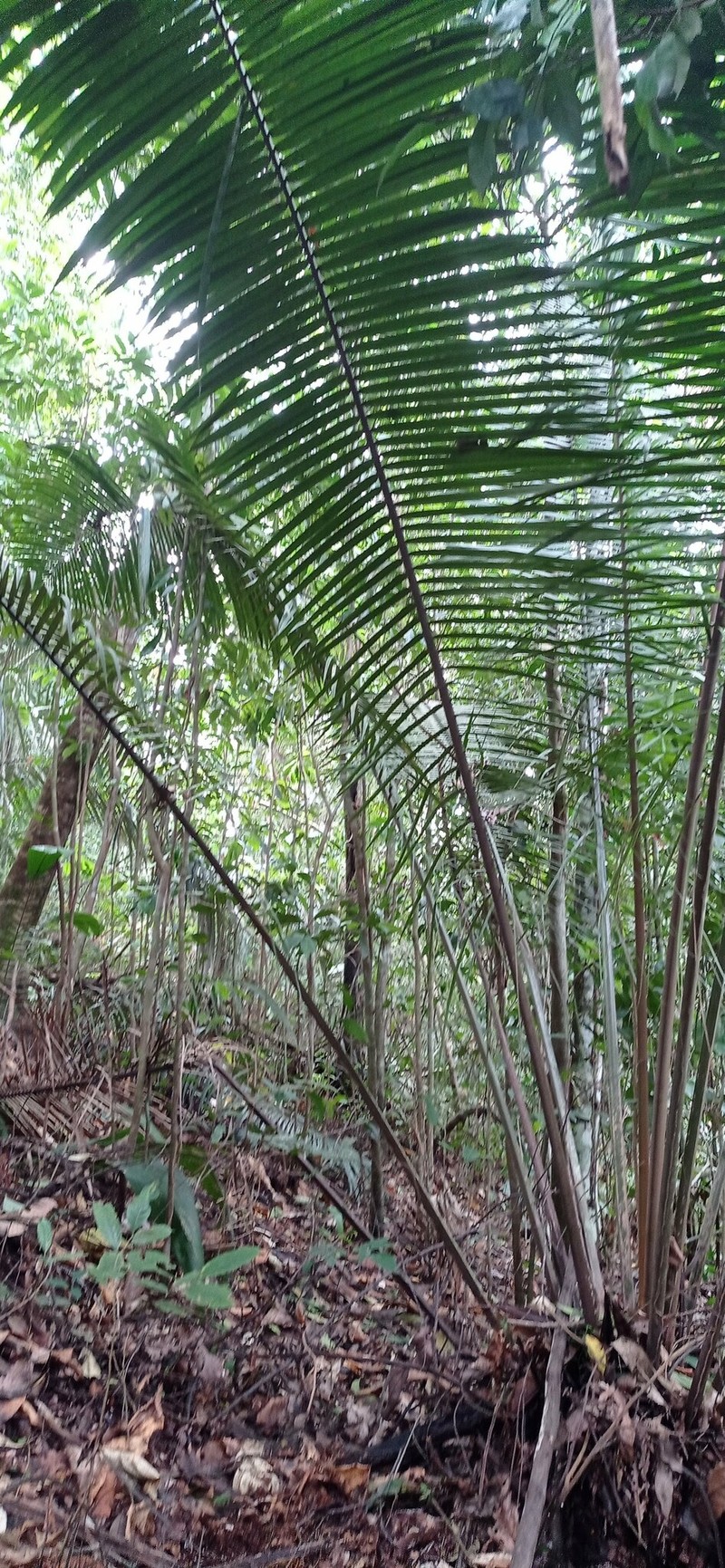 Attalea nucifera photo 4