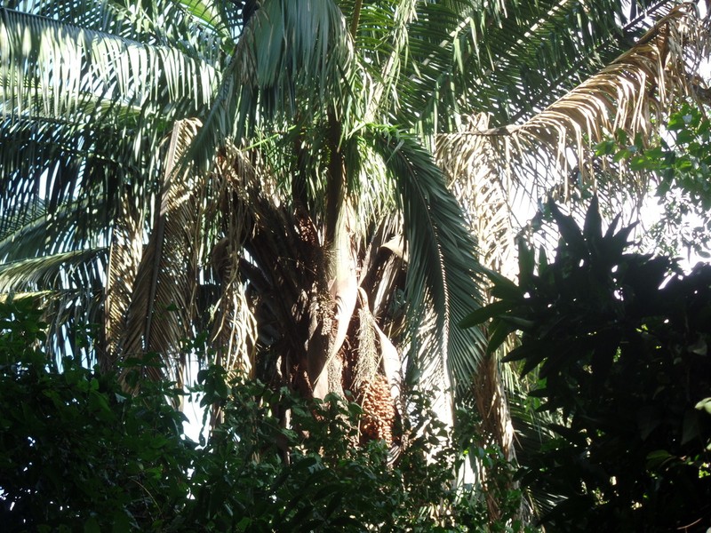 Attalea oleifera photo 2