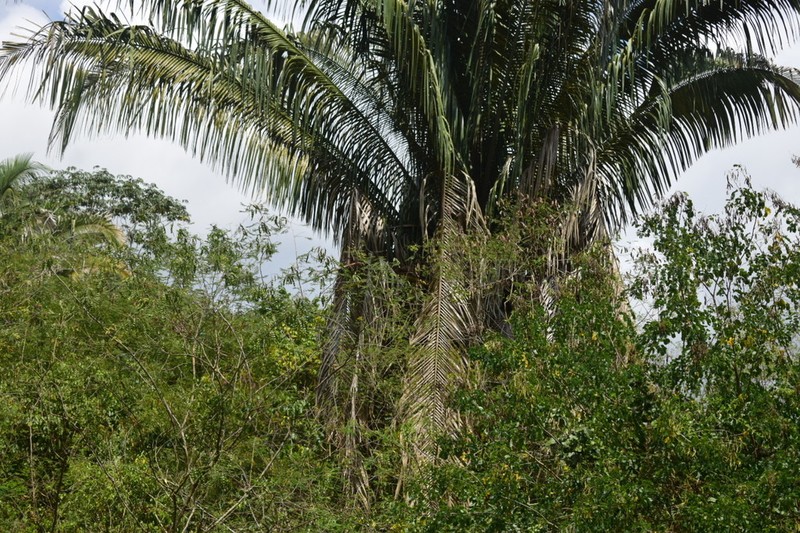 Attalea oleifera photo 3