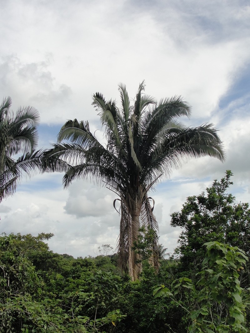 Attalea oleifera photo 4