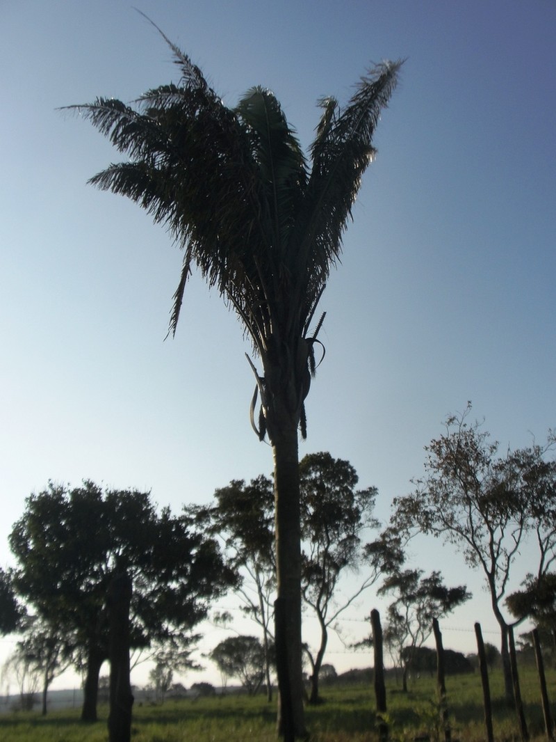 Attalea oleifera photo 5