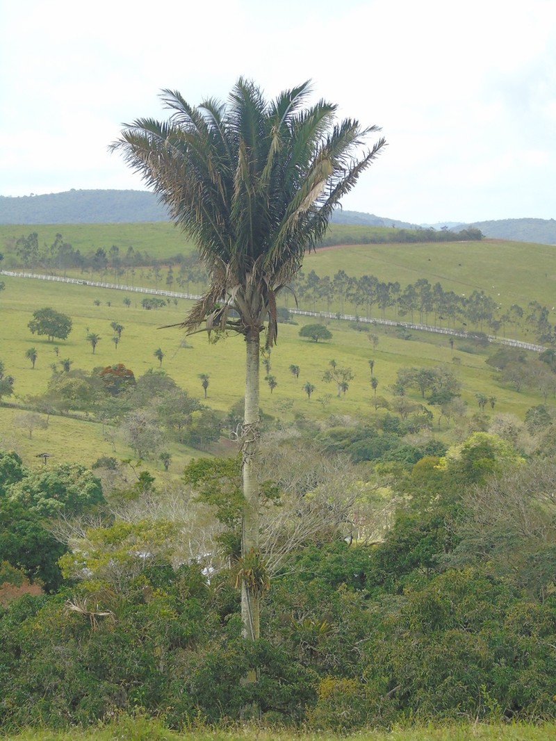 Attalea oleifera photo 6
