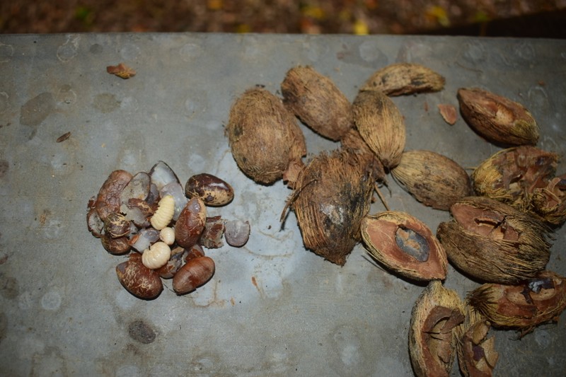 Attalea oleifera photo 7