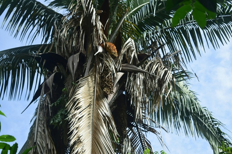 Attalea oleifera photo 8