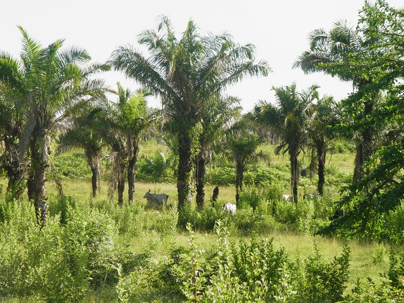 Attalea phalerata