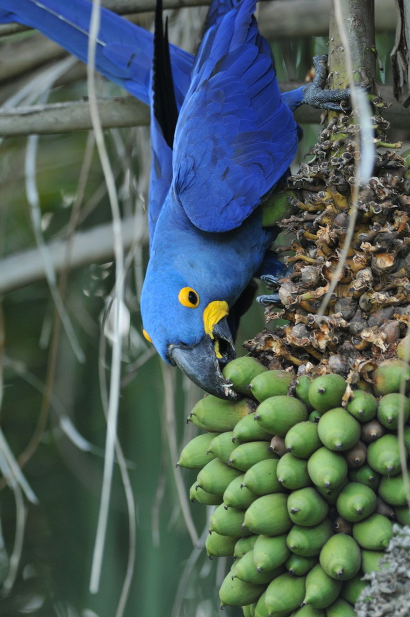 Attalea phalerata photo 2
