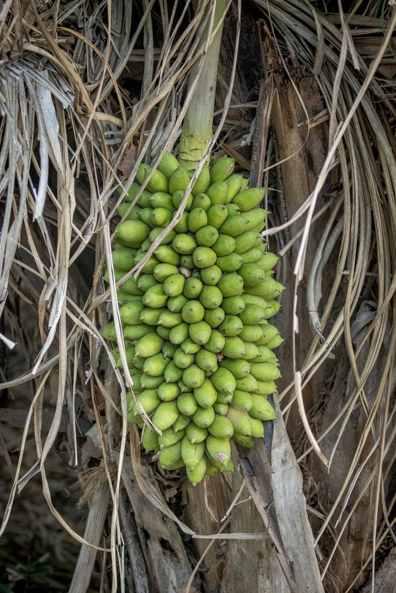 Attalea phalerata photo 3