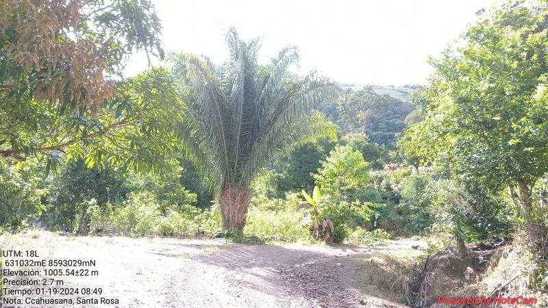 Attalea phalerata photo 6