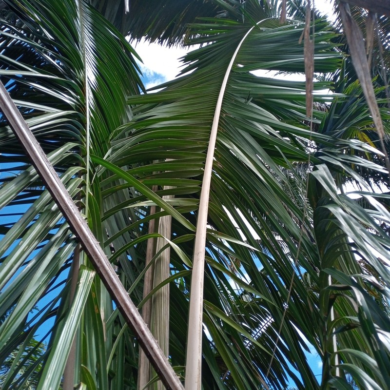 Attalea pindobassu