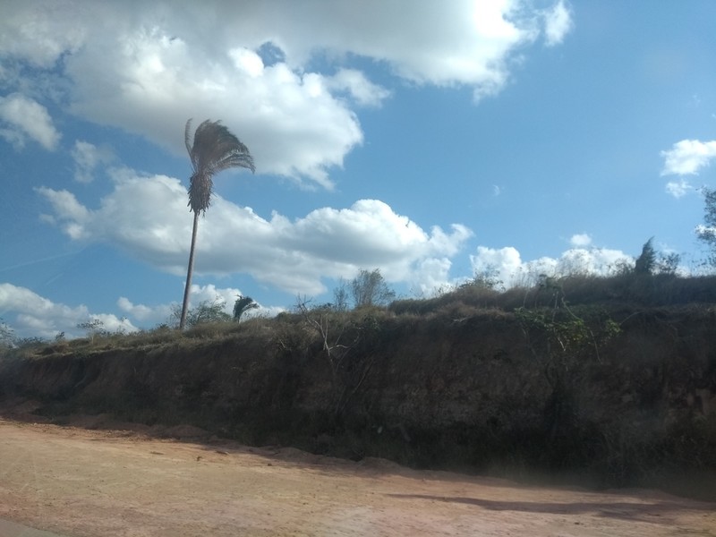 Attalea pindobassu photo 2
