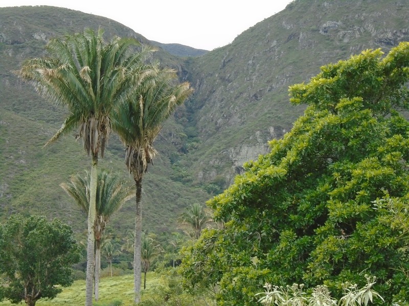 Attalea pindobassu photo 3