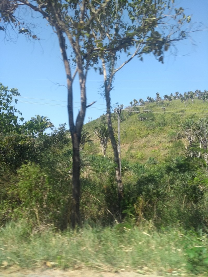 Attalea pindobassu photo 4