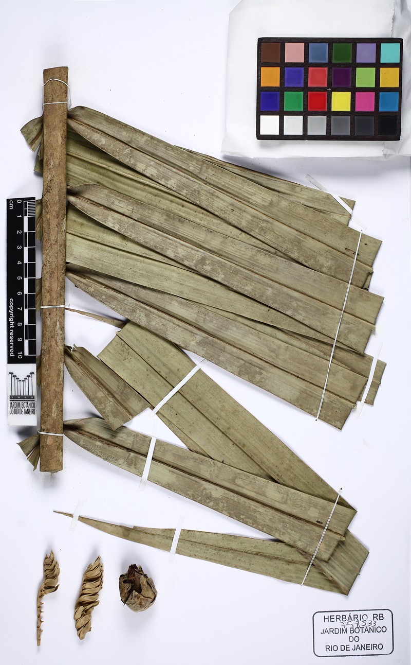 Attalea spectabilis photo 2
