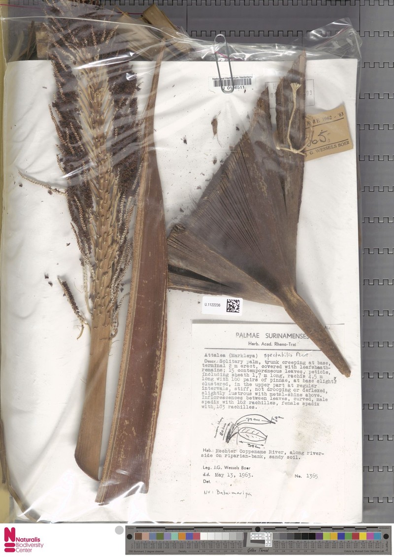 Attalea spectabilis photo 3