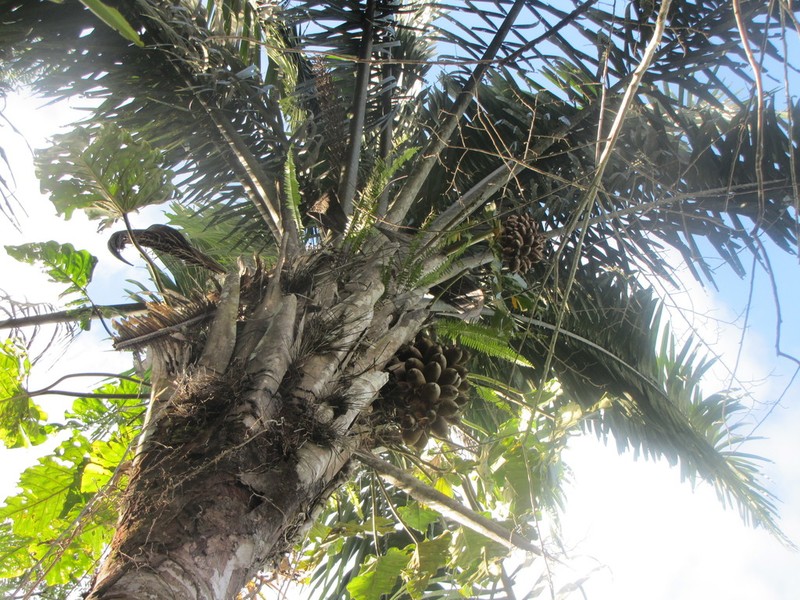 Attalea tessmannii