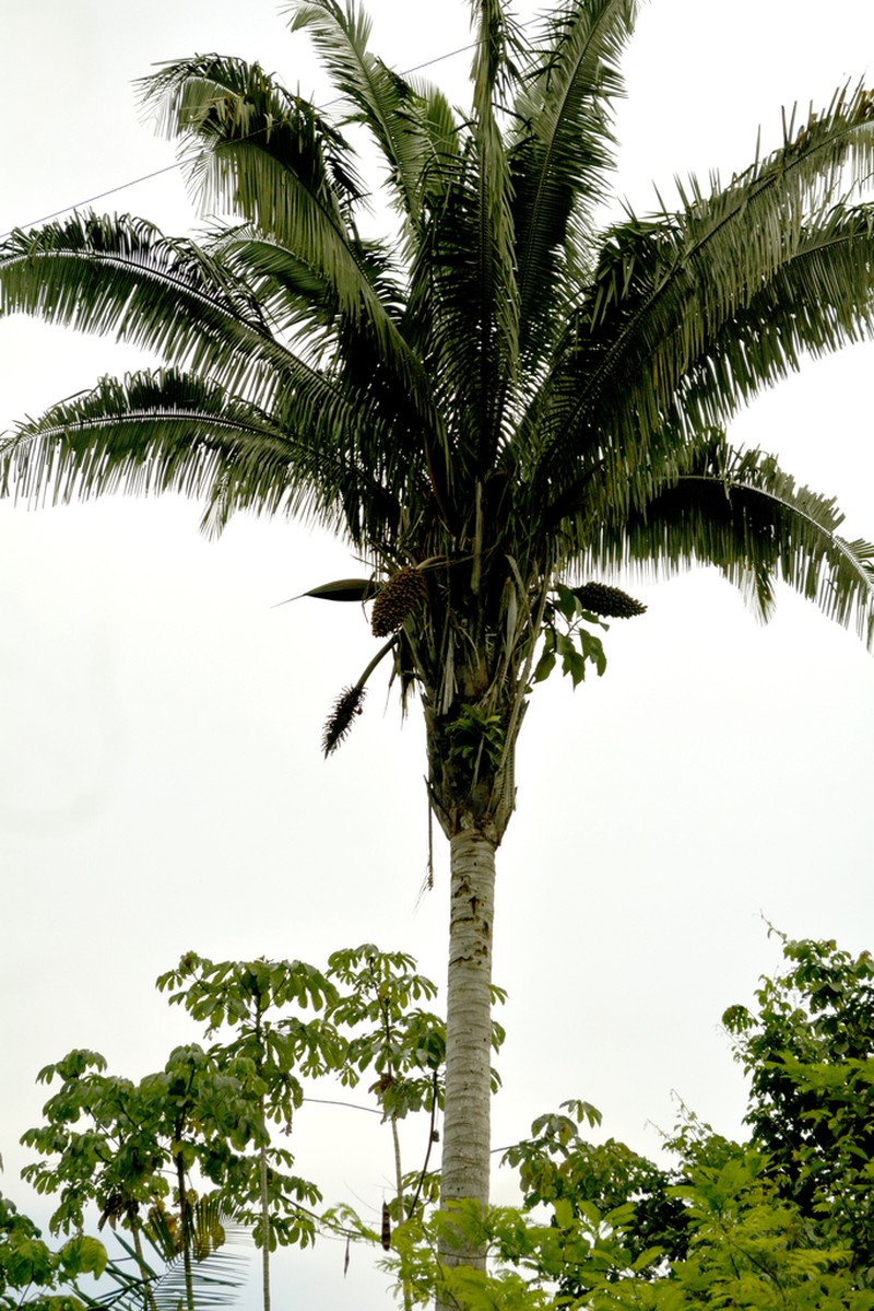Attalea tessmannii photo 2