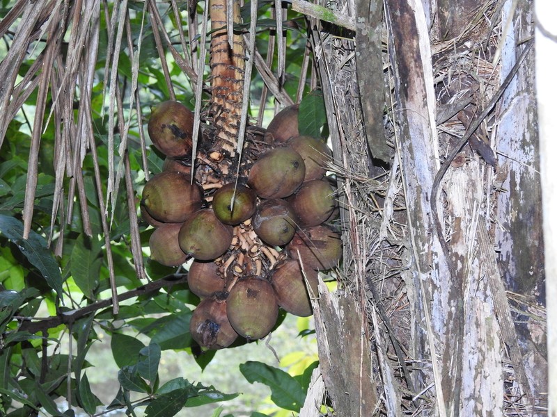 Attalea tessmannii photo 3