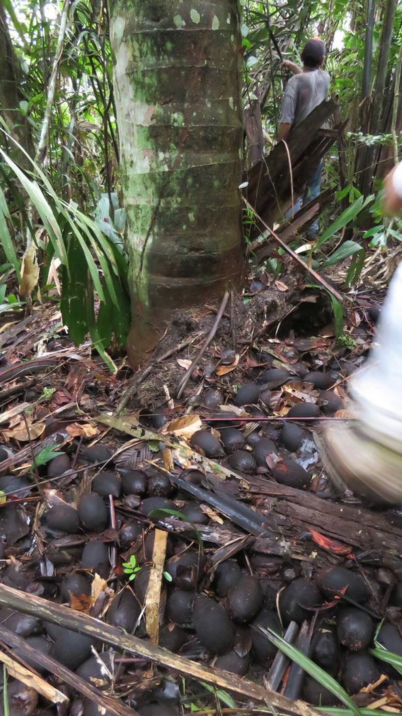 Attalea tessmannii photo 5