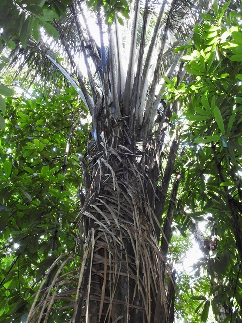 Attalea tessmannii photo 7