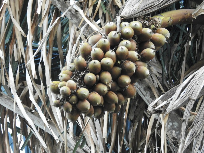 Attalea tessmannii photo 8