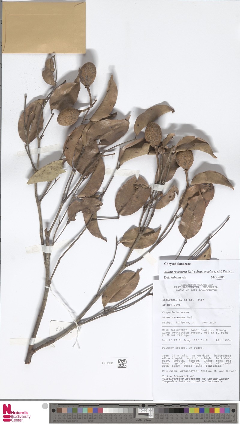 Atuna excelsa subsp. excelsa