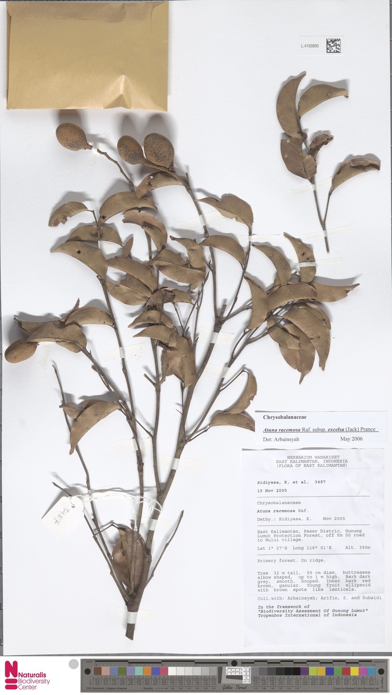 Atuna excelsa subsp. excelsa photo 2