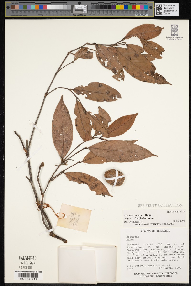 Atuna excelsa subsp. excelsa photo 3