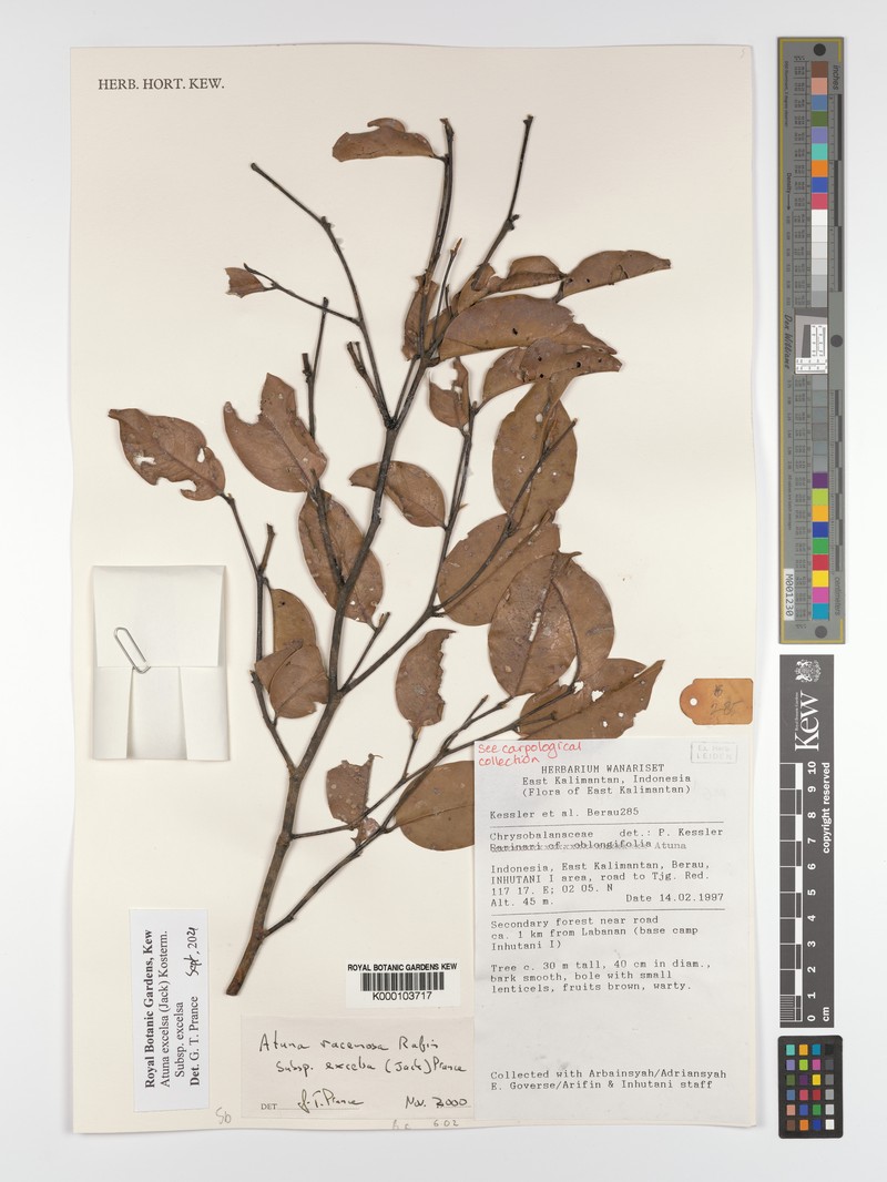 Atuna excelsa subsp. excelsa photo 4