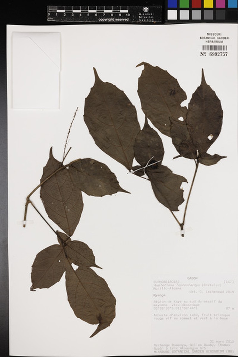 Aubletiana leptostachys