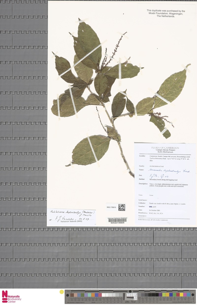 Aubletiana leptostachys photo 2