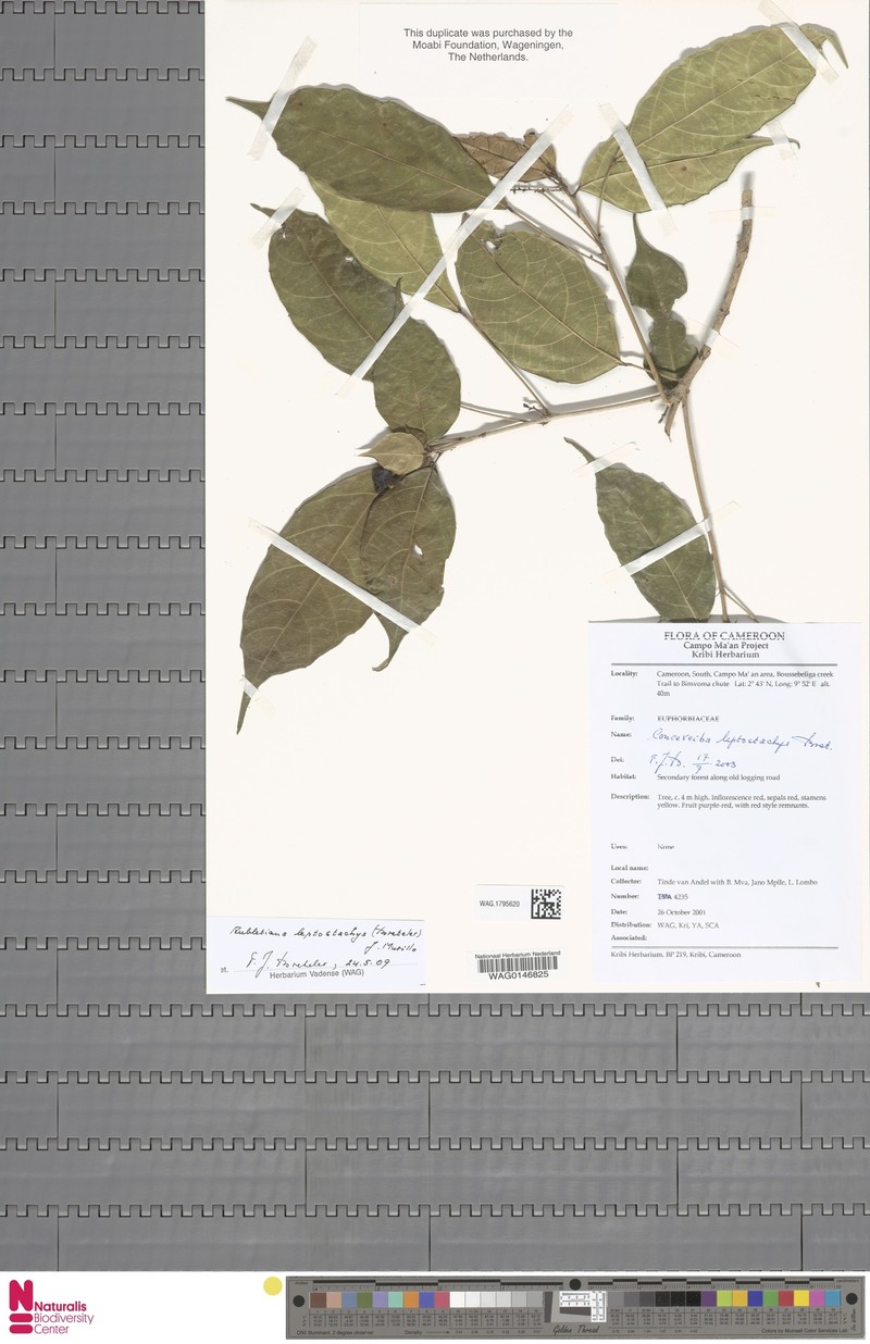 Aubletiana leptostachys photo 3