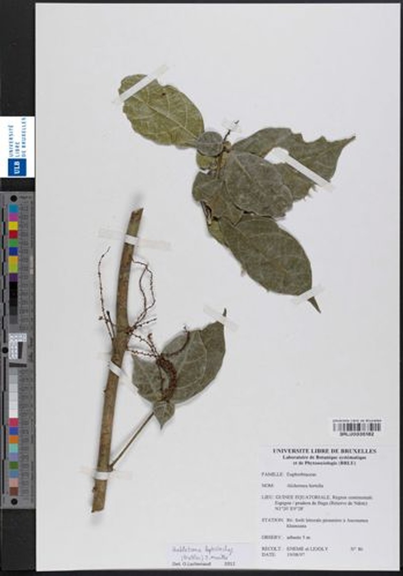 Aubletiana leptostachys photo 4