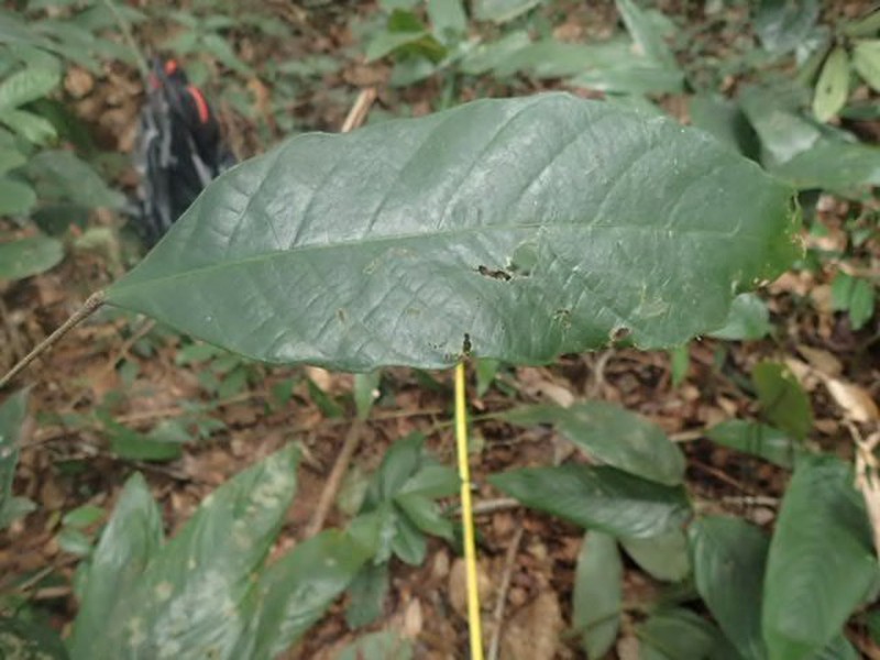 Aubletiana macrostachys