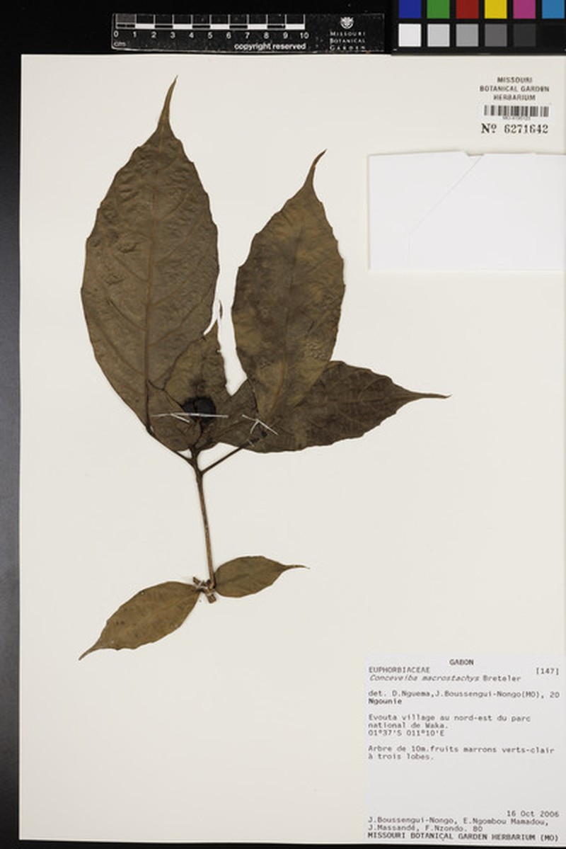 Aubletiana macrostachys photo 2