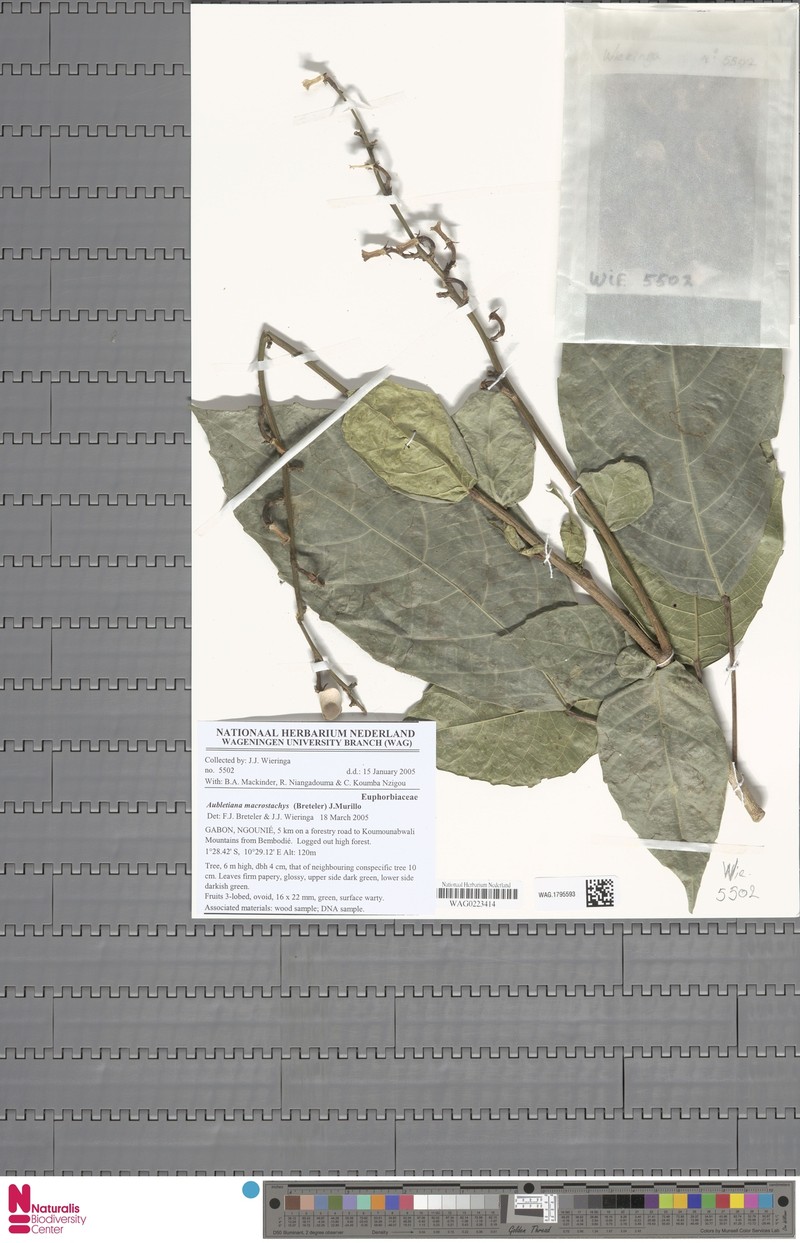 Aubletiana macrostachys photo 3